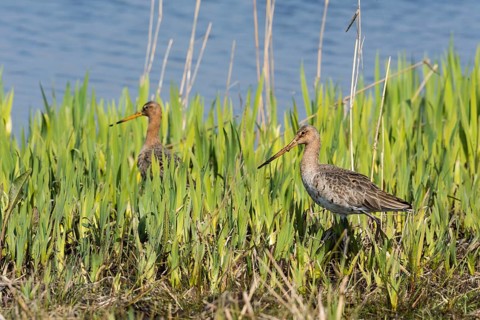 Black-tailed godwits (Limosa limosa)