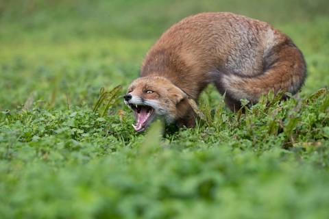 Red fox (Vulpes vulpes)