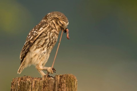 Little owl (Athene noctua)