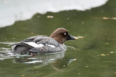 Goldeneye (Bucephala clangula)