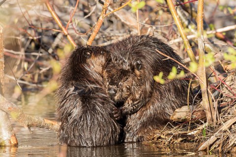 Canadian beaver