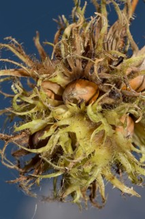 Turkish hazel (Corylus colurna)