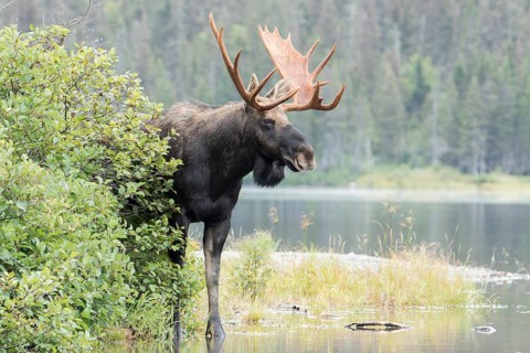 Dominant elk bull on the lakeshore during the rutting season