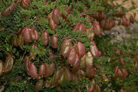 Bladder senna (Colutea arborescens)