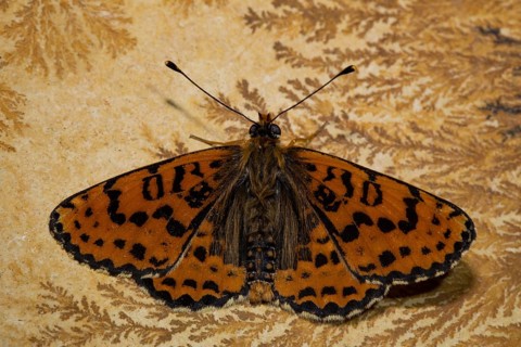 Spotted fritillary (Melitaea didyma)