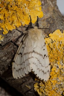 Gypsy moth (Lymantria dispar)