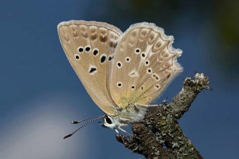 Meleager's (Polyommatus daphnis) blue