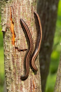 Striped (Ommatoiulus sabulosus) millipedes