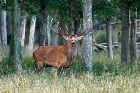 Red deer (Cervus elaphus)