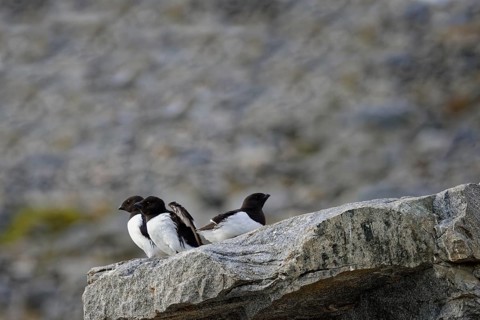 Thick-billed murre (Uria lomvia) or Brunnich's Guillemot on rocks