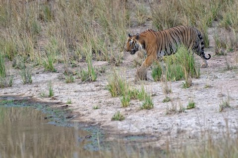 Male Bengal tiger (Panthera tigris tigris) approaching a pond