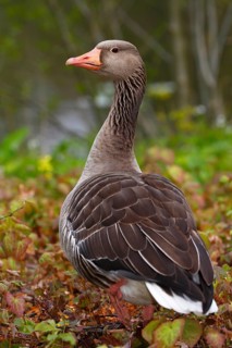 Greylag goose (Anser anser) Ganter