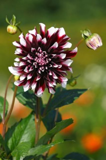 Cactus dahlia