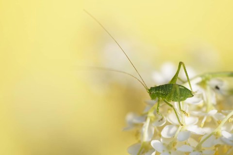 Speckled bush-cricket (Leptophyes punctatissima)