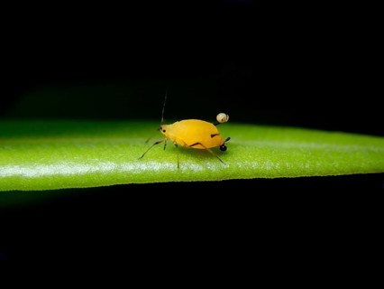 Oleander aphid (Aphis nerii)