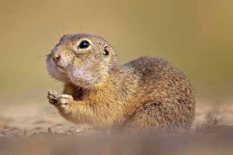 European ground squirrel (Spermophilus citellus) with collected food in cheek pouches