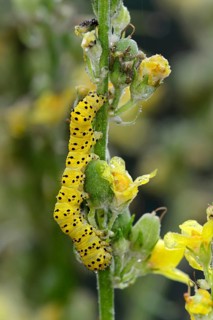 Caterpillar of the striped lychnis (Cucullia lychnitisi) on its forage plant