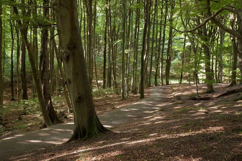 Beeches (Fagus)