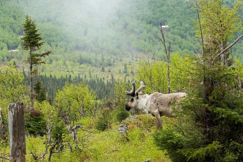 Caribou
