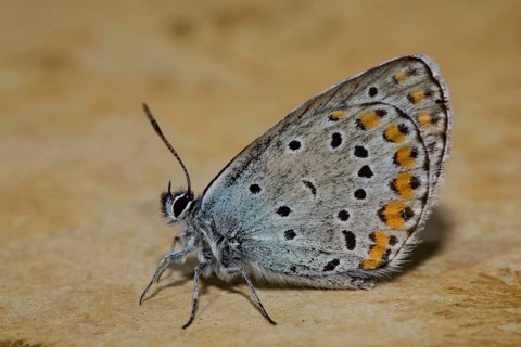 Reverdin blue (Plebejus argyrognomon)