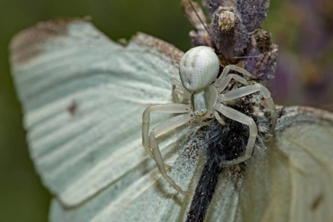Goldenrod crab spider (Misumena vatia) with captured butterfly