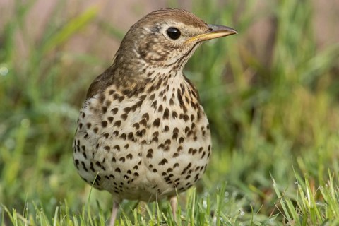 Song thrush (Turdus philomelos)