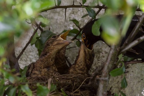 Blackbirds (Turdus merula)