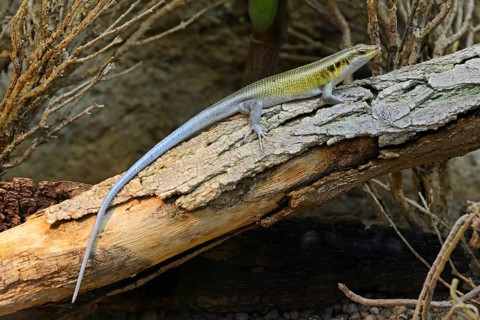 Rainbow Mabuya (Trachylepis quinquetaeniata)