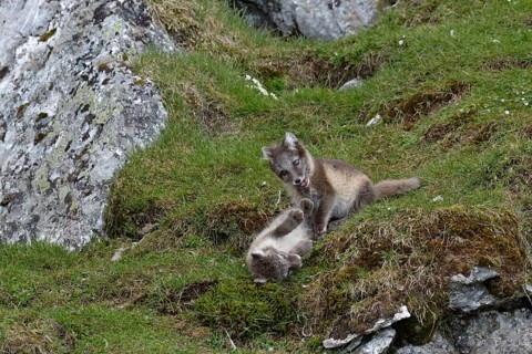 Young Arctic foxes (Vulpes lagopus) playing near the den