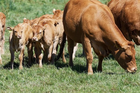 Limousin cattle
