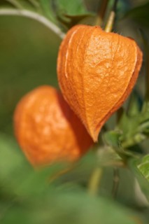 Fruit of the lantern flower (Physalis alkekengi)
