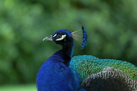 Indian peafowl (Pavo cristatus)