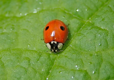 Two-spotted lady beetle (Adalia bipunctata)
