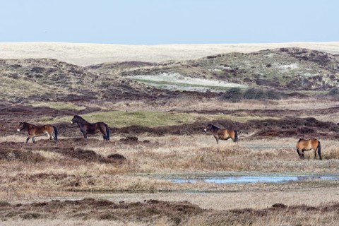 Exmoor Pony
