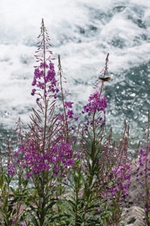 Blooming sally (Epilobium angustifolium) Parco naturale della Val Troncea
