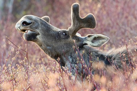American elk