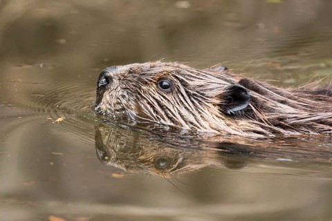 North American beaver (Castor canadensis)