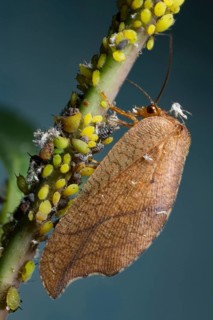 Drepanepteryx phalaenoide (Drepanepteryx phalaenoides)