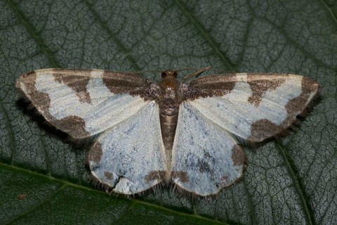 Silver-banded moth (Deltote bankiana)