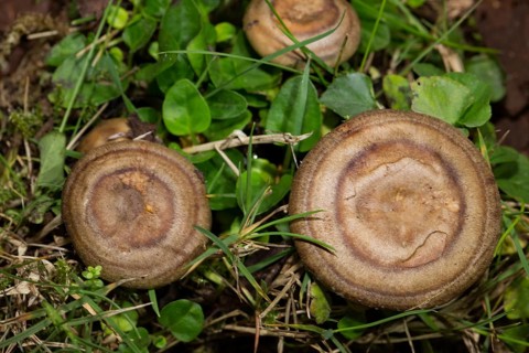 Fire-milk (lactarius) (Lactarius pyrogalus)