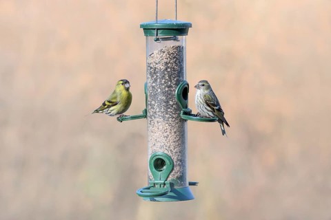 Eurasian siskins (Spinus spinus) male and female
