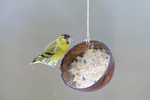 Male Eurasian siskin (Spinus spinus) at feeding place