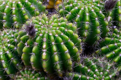 Light green (Echinopsis calochlora) Echinopsis Occurrence Brazil