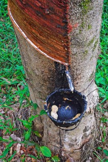 Extraction of natural rubber
