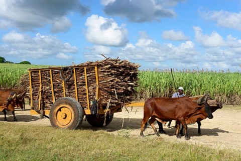 Oxcart