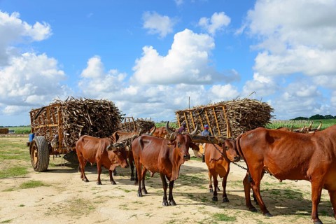 Oxcart