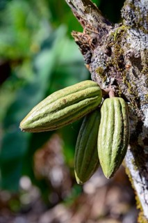 Cacao