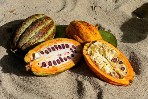 Cocoa (Theobroma cacao)