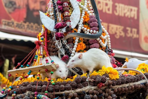 Sadhu hat with white rats