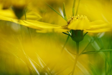 Tick seed (Coreopsis verticillata)